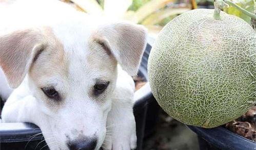 狗狗可以吃哈密瓜,哈密瓜的甜蜜诱惑