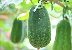 吃瓜留种子,揭秘瓜类植物的繁殖奥秘