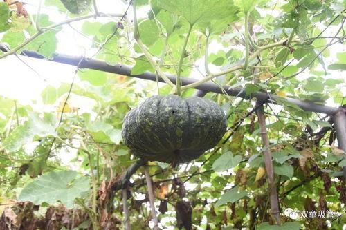 温莎园吃瓜