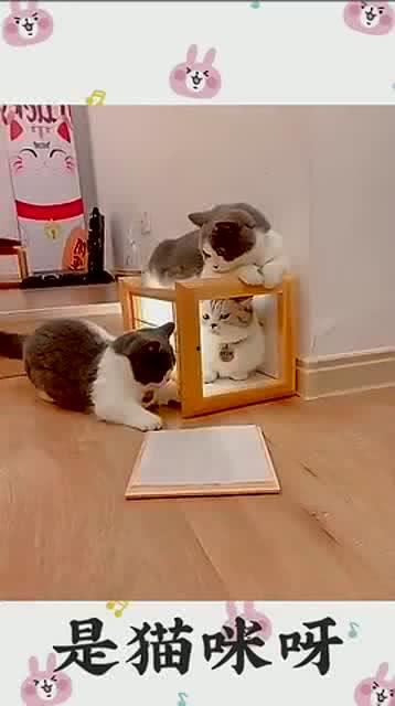 吃瓜小短腿,揭秘娱乐圈幕后趣闻