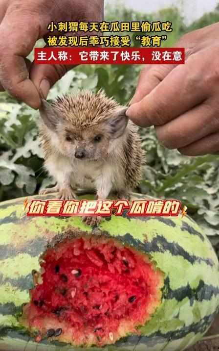 新疆沙漠刺猬吃瓜,新疆刺猬的瓜果盛宴