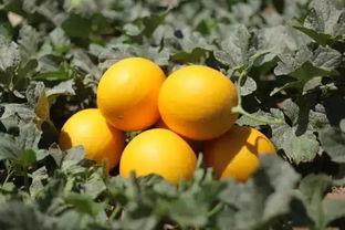 明星吃民勤蜜瓜,民勤蜜瓜成网红新宠