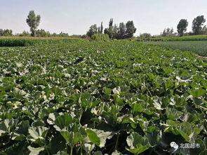 国际庄吃瓜,揭秘网络热点的背后故事