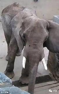 吃瓜小大象,揭秘娱乐圈的幕后故事