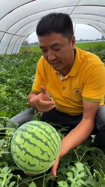 瓜不用割直接吃,尽享自然美味——体验无需割切的新鲜瓜果时光
