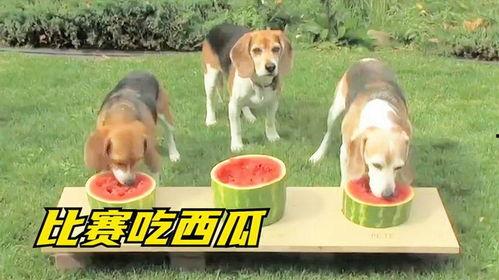 狗子吃梨瓜,梨瓜引发的欢乐时光