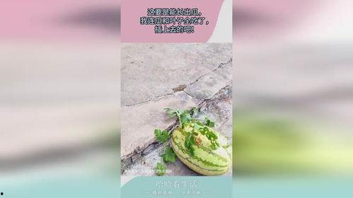 树叶吃瓜全集小说,奇幻冒险之旅