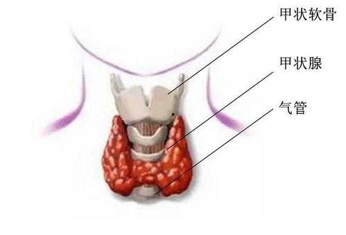 甲亢可以吃葡瓜吗