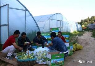 异域小镇吃瓜群众,吃瓜群众的欢乐盛宴