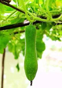 瓜神的吃瓜,娱乐圈幕后真相大曝光