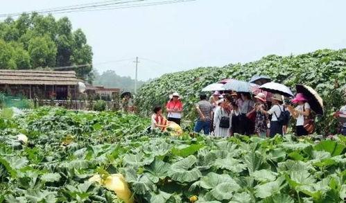 幸福村庄qq吃瓜,揭秘乡村生活新风尚